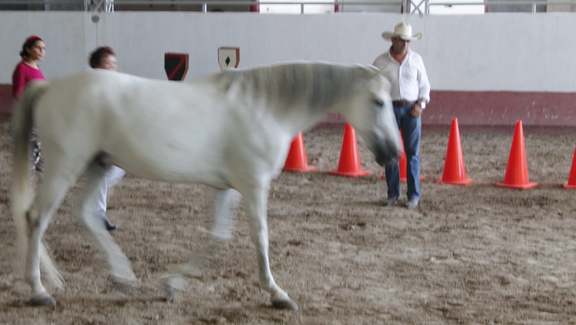 Taller de coaching asistido con caballos